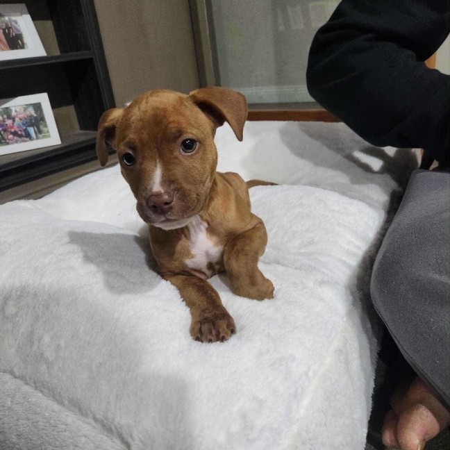 Photo of Twistie