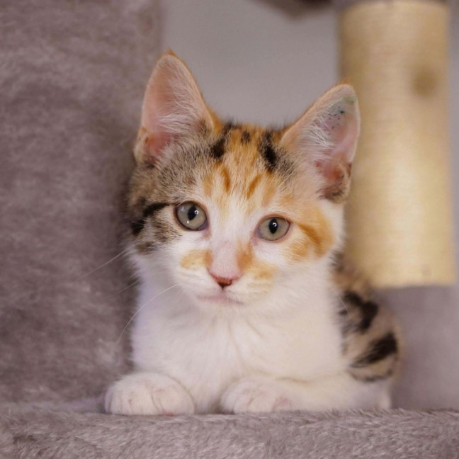 Photo of Harman   Meet Me @ Petstock Prahran 15 Feb