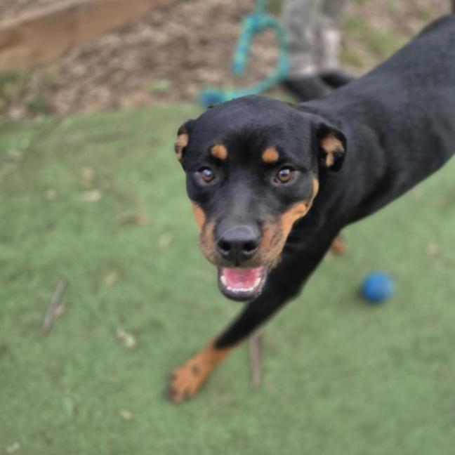 Photo of Dixie
