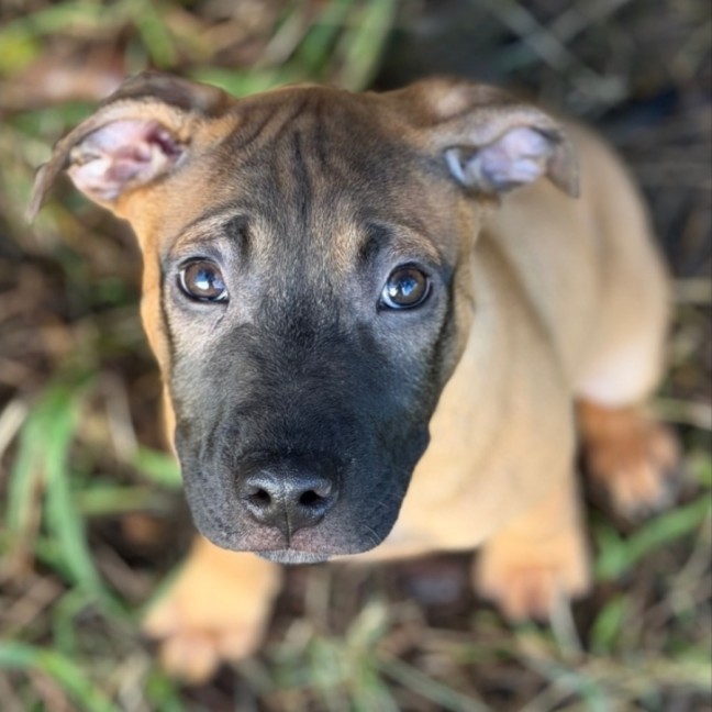 Photo of Rolo