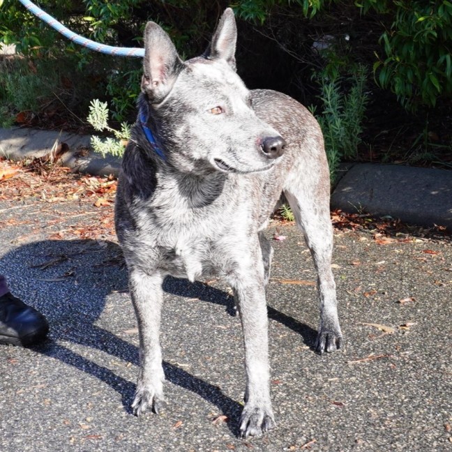 Photo of Shadow
