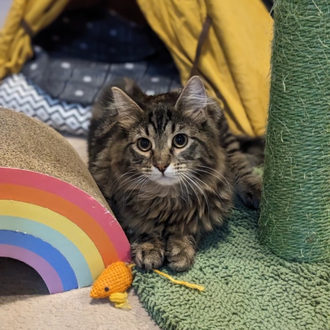 Photo of Cashew   Located In Coburg