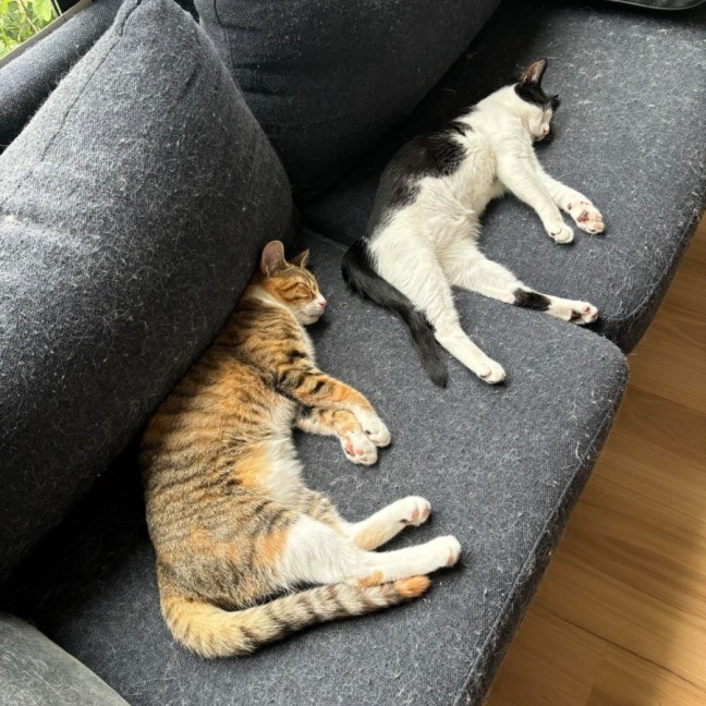 Photo of Lemme & Evie