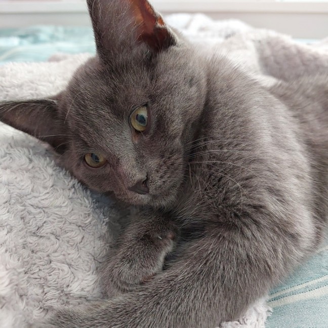 Photo of Benji