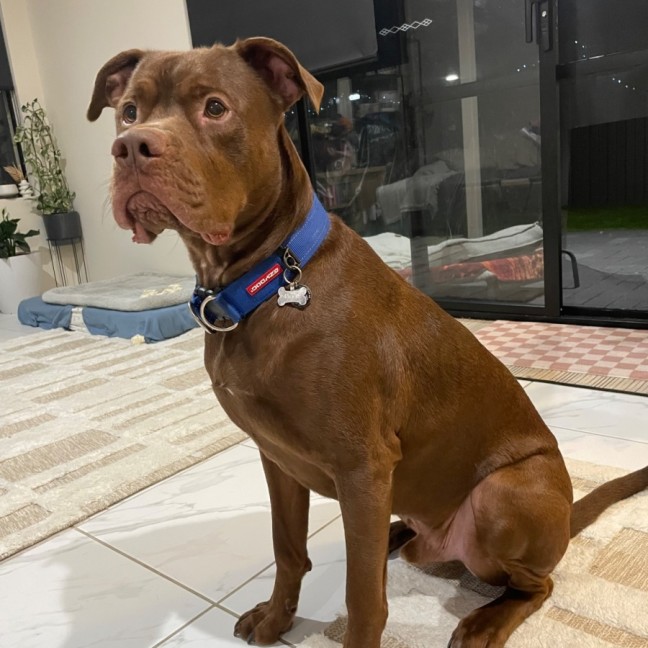 Photo of Boof