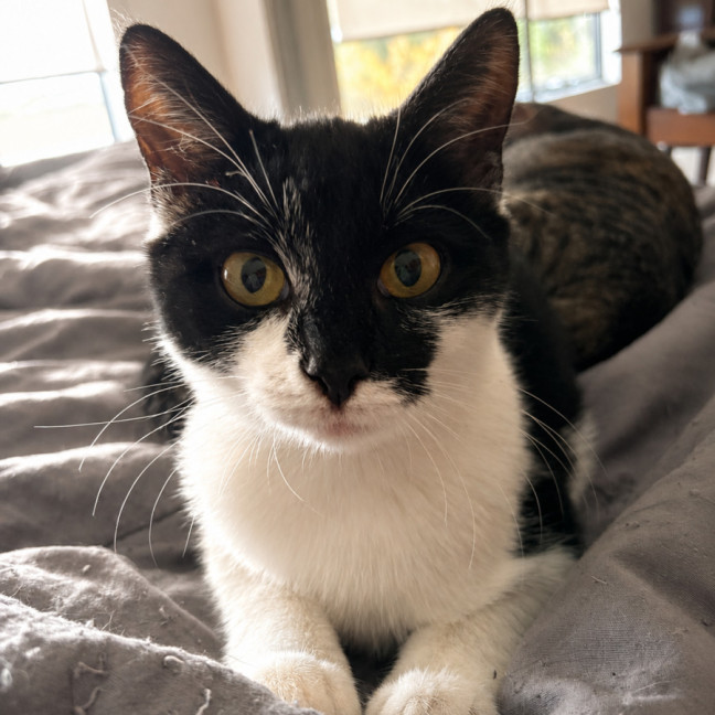 Photo of Nova