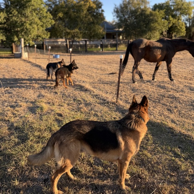 Photo of Luna