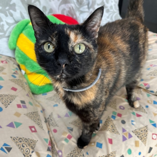 Photo of Sifah (8080)