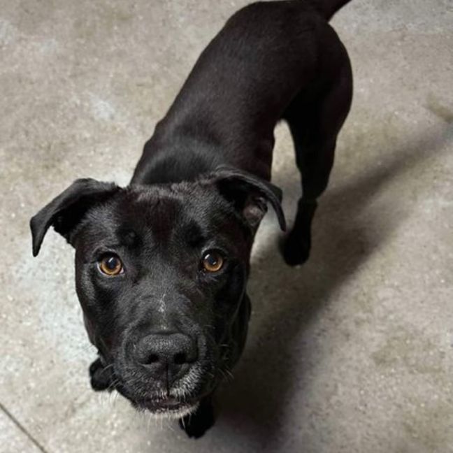 Photo of Boof