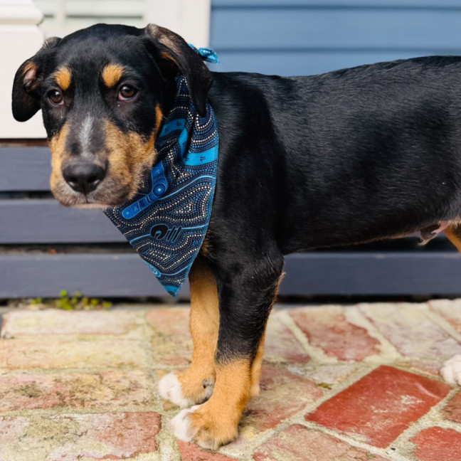 Photo of Axel