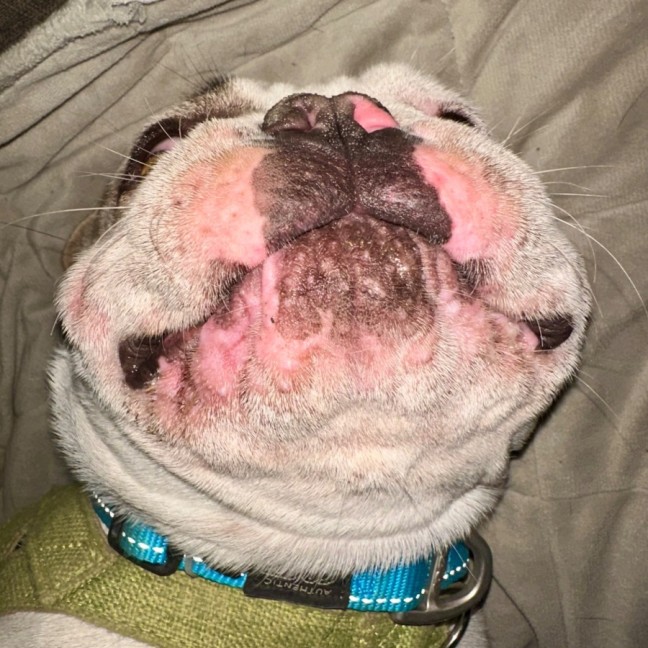Photo of Rocky