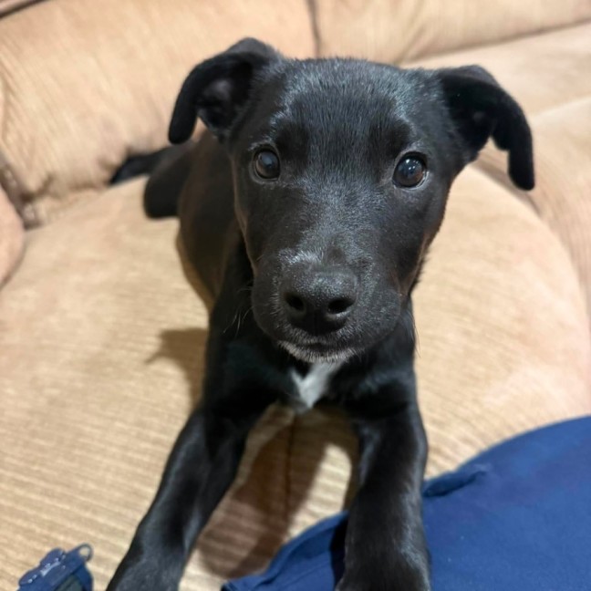 Photo of Dudley