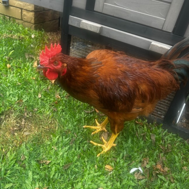 Photo of Chocolate The Rooster