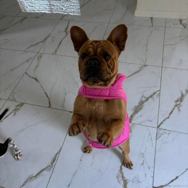 Photo of Ziggy