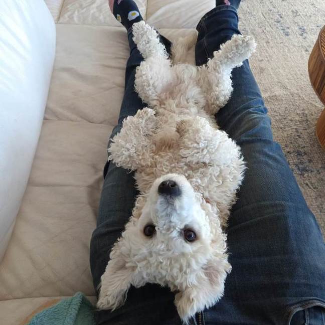 Photo of Beanie 