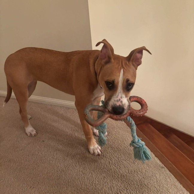 Photo of Stella