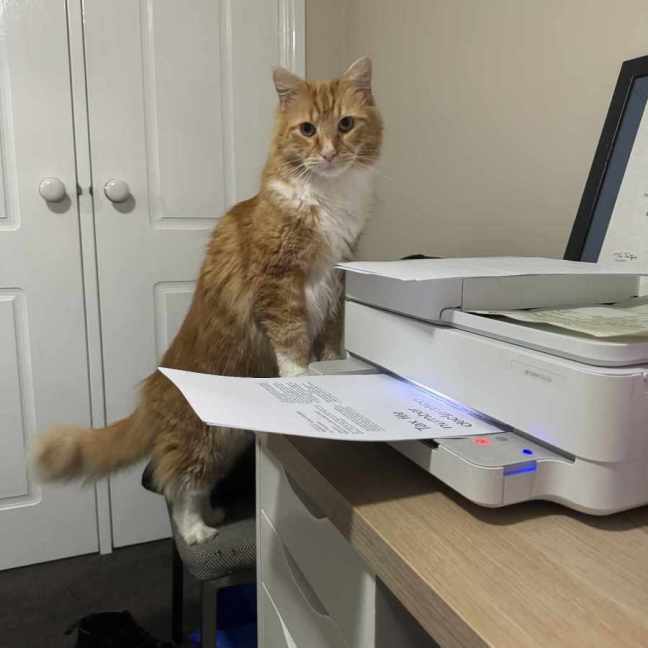 Photo of Oscar