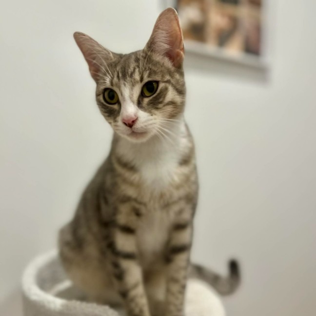 Photo of Lulu   In Foster Care In Doreen