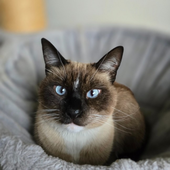 Photo of Mocha 