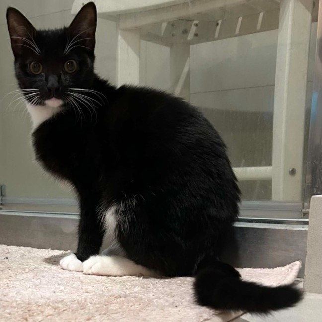 Photo of Tux
