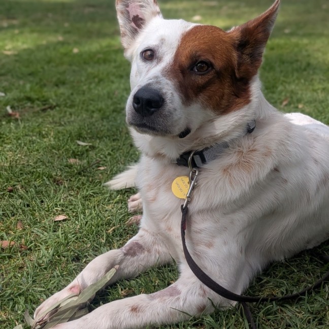 Photo of Paquito