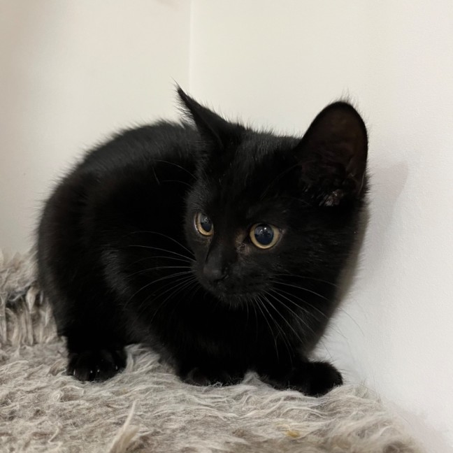 Photo of Johnny Abatti