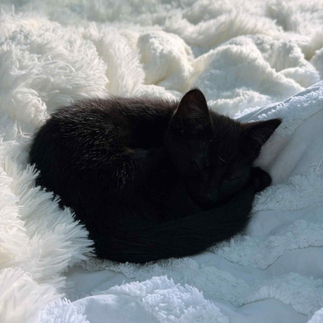 Photo of Nebula 💫