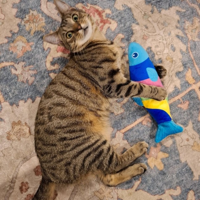 Photo of Tails * 9 Lives Project Rescue*