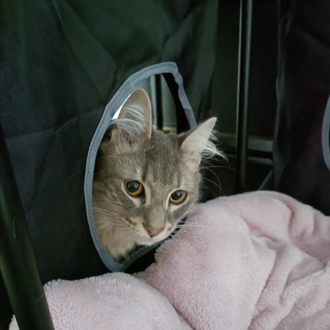 Photo of Tybalt