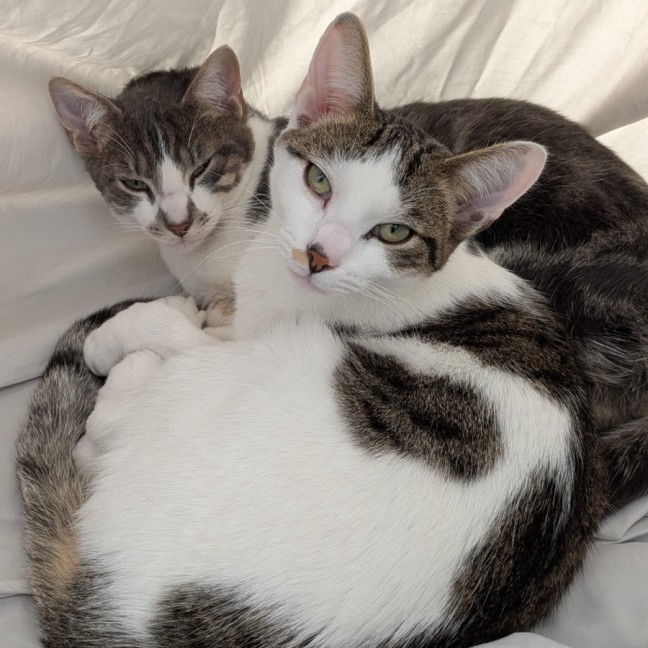 Photo of Chai And Mochi