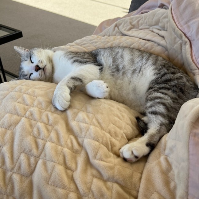 Photo of Banksia 🌺💐🌸