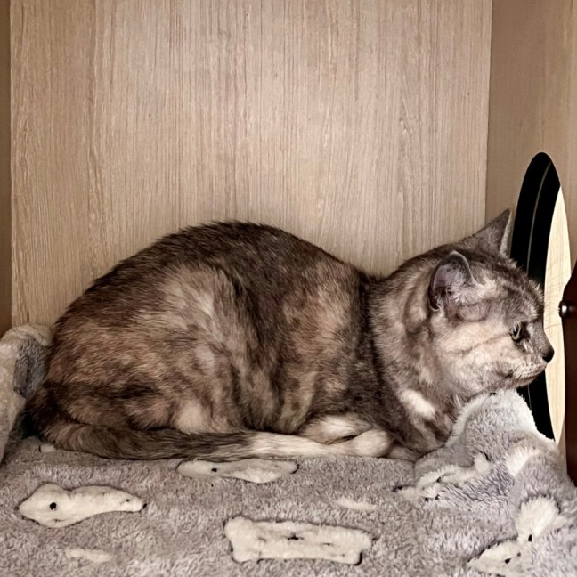 Photo of C1503 Polly