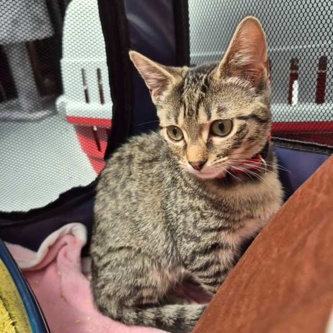 Photo of Connie ** 2nd Chance Cat Rescue **