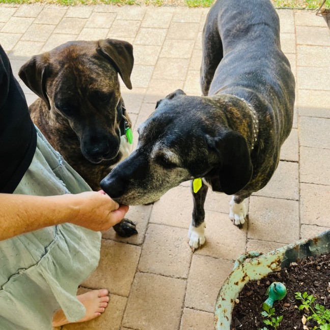 Photo of Luca And Tinka 