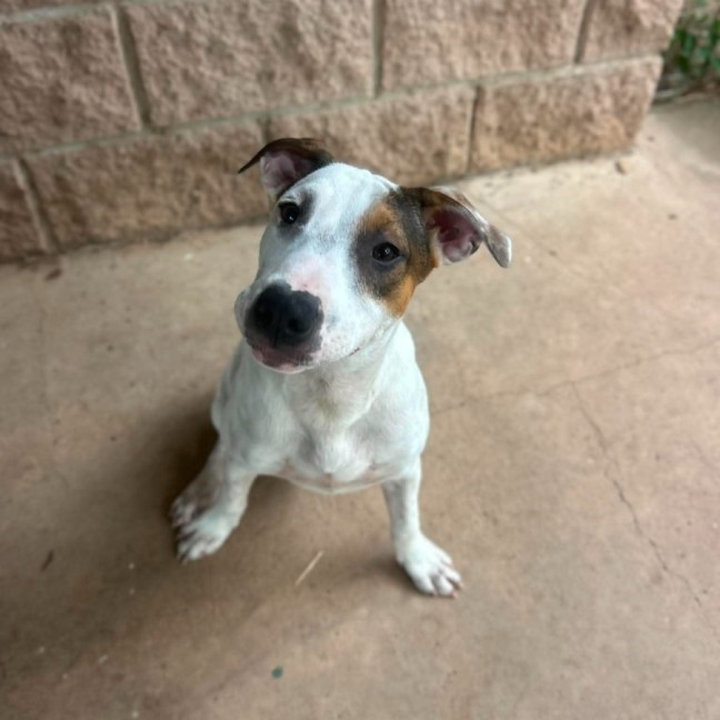 Photo of Harley