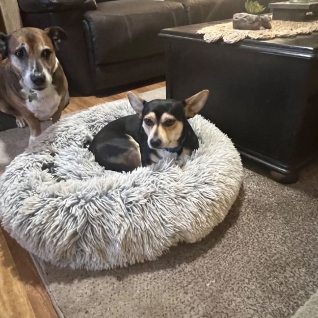 Photo of Bandit
