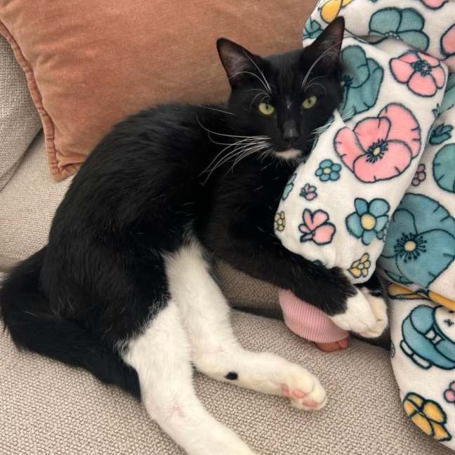 Photo of Oreo