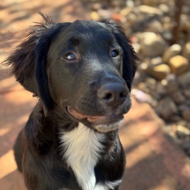 Photo of Optimus Prime