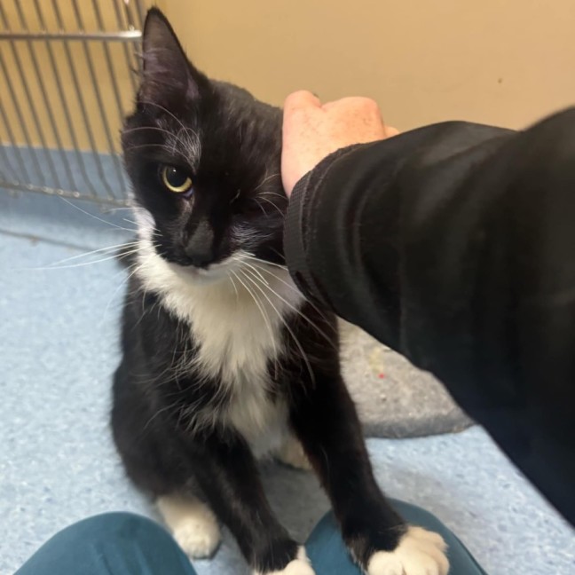 Photo of Daisy   In Foster Care In Ashburton