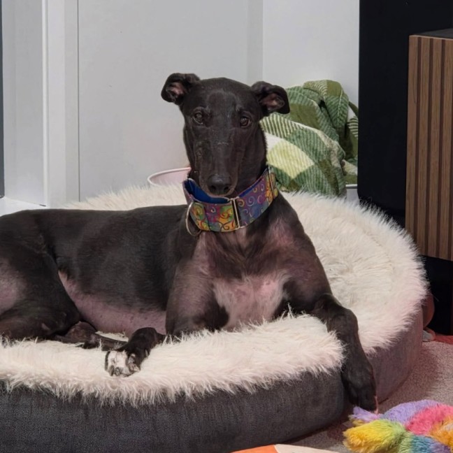 Photo of Milo, The Cat Friendly Greyhound