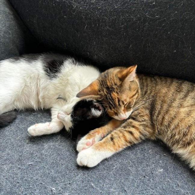 Photo of Evie And Lemme