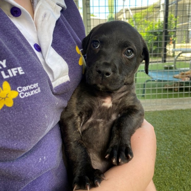 Photo of D1129 Bubbles