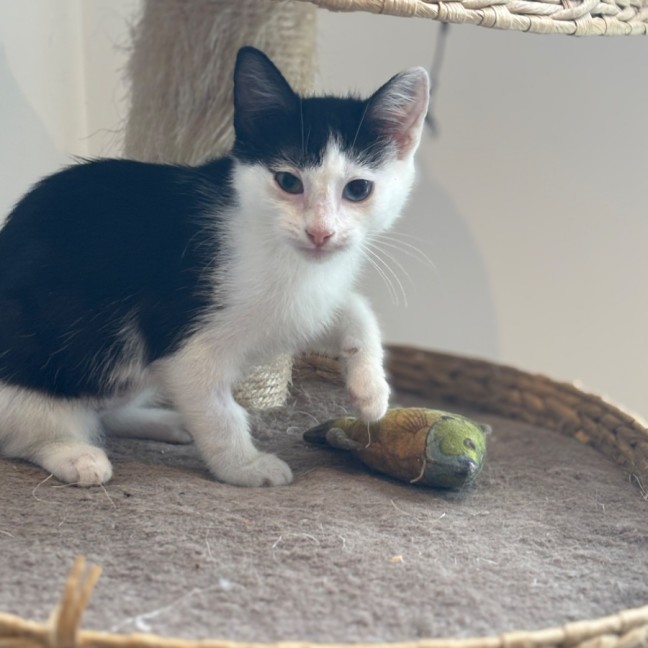 Photo of Kiwi Meet Me@Petstock Mornington Nepean Hwy 