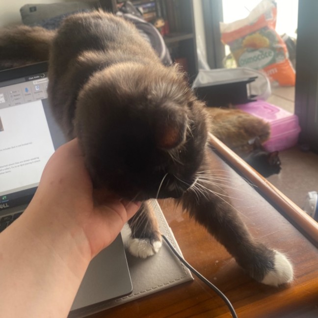 Photo of Hecate **2nd Chance Cat Rescue**