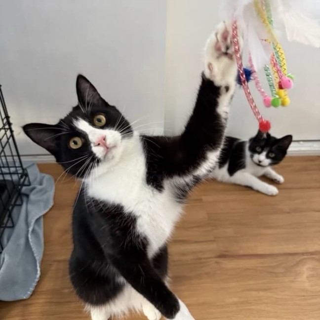 Photo of Zorro