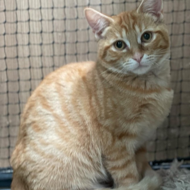 Photo of Brioche ** 2nd Chance Cat Rescue**
