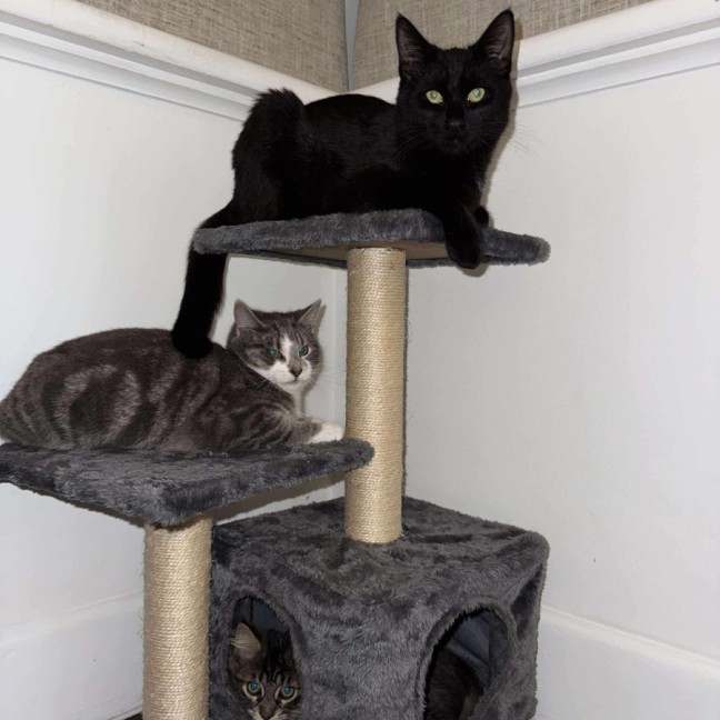 Photo of 🤗Sylvester🤗