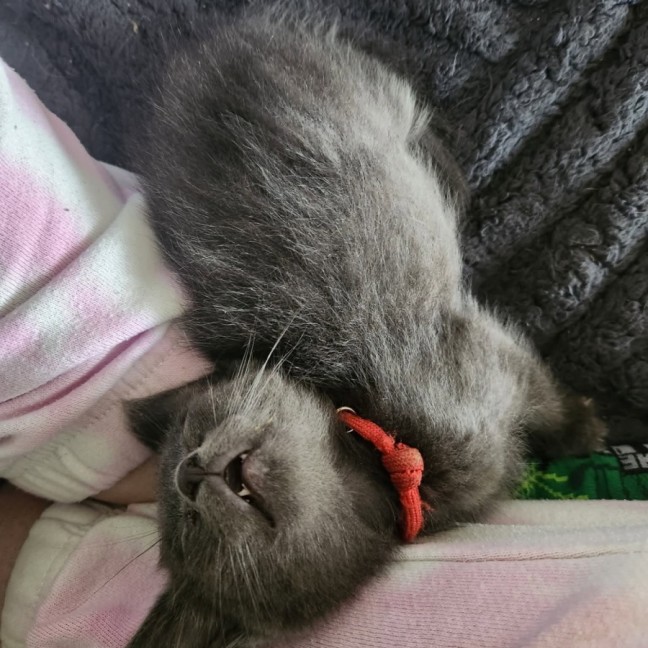 Photo of Astro