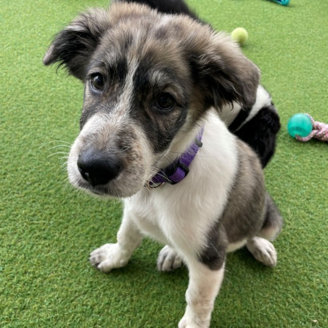 Photo of D1260 Olive