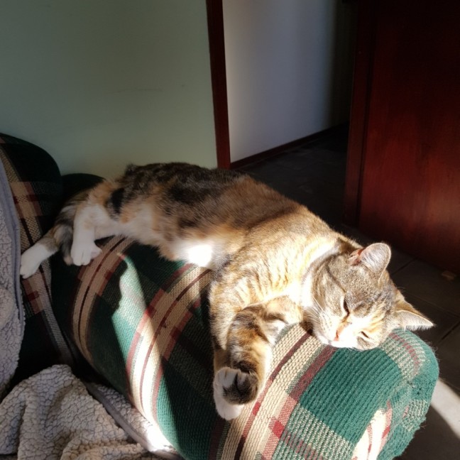 Photo of Paxton 